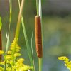 Cattail Plant Paint By Numbers