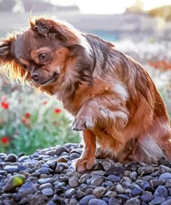 Cute Long Haired Chihuahua Paint By Numbers