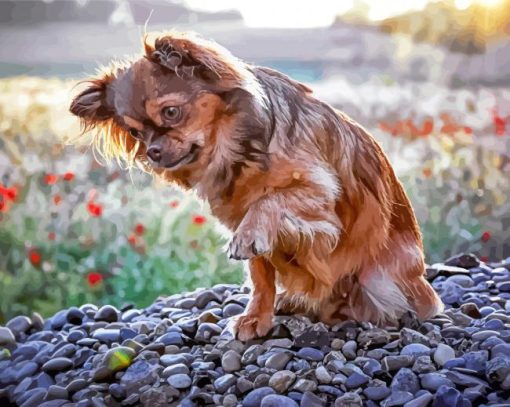 Cute Long Haired Chihuahua Paint By Numbers