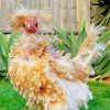Frizzle Chicken Bird Paint By Numbers