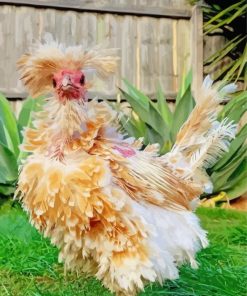 Frizzle Chicken Bird Paint By Numbers