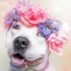 Pitbull Flowers Crown Paint By Numbers