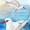 Red Tailed Sea Tropical Birds Paint By Numbers