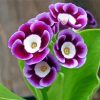 White And Purple Primula Auriculas Paint By Numbers