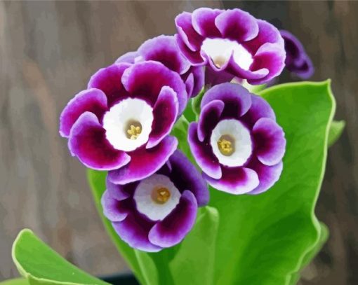 White And Purple Primula Auriculas Paint By Numbers