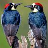 Black Male And Female Woodpecker Paint By Numbers