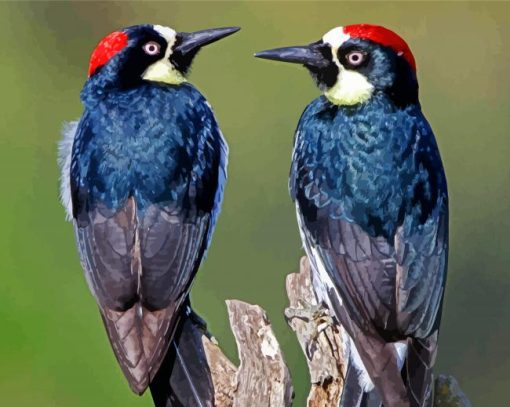 Black Male And Female Woodpecker Paint By Numbers