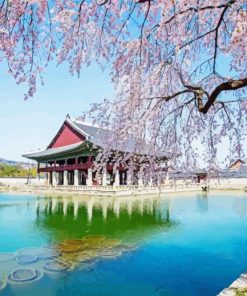 Cherry Blossom Spring In Korea Paint By Numbers