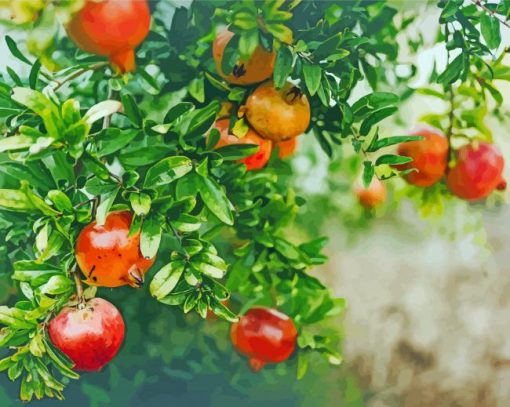 Fruit Pomegranat Tree Paint By Numbers