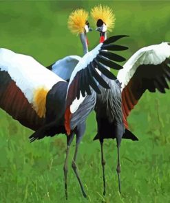 Grey Crowned Crane Birds Paint By Numbers