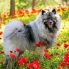 Keeshond And Poppies Paint By Numbers