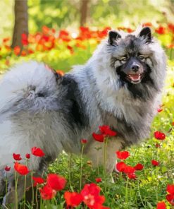 Keeshond And Poppies Paint By Numbers
