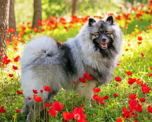 Keeshond And Poppies Paint By Numbers