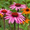 Orange And Pink Echinacea Paint By Numbers