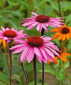Orange And Pink Echinacea Paint By Numbers