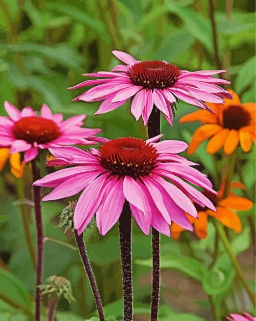 Orange And Pink Echinacea Paint By Numbers