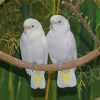 White Goffins Cockatoo Paint By Numbers