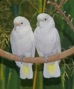 White Goffins Cockatoo Paint By Numbers