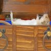 White Hairy Rat Lying On Brown Wooden Box Paint By Numbers