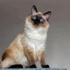 Balinese Cat Paint Bay Numbers