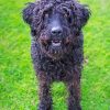 Black Labradoodle Dog Paint By Numbers