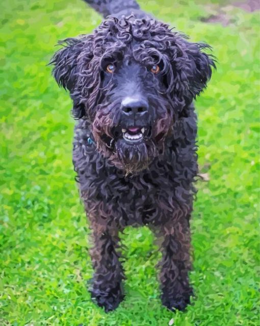 Black Labradoodle Dog Paint By Numbers