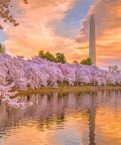 Cherry Blossoms Washington DC Sunset Paint By Numbers