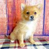 Cute Pomchi Dog Paint By Numbers