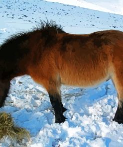 Exmoor Pony In Snow Paint By Numbers