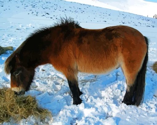 Exmoor Pony In Snow Paint By Numbers