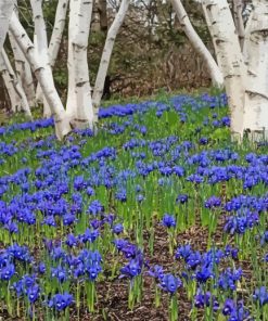 Forest With Blue Bells Paint By Numbers