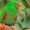 Green Eclectus Parrot Paint By Numbers