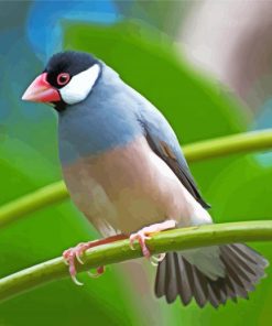 Java Sparrow Bird Paint By Numbers