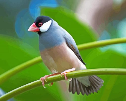 Java Sparrow Bird Paint By Numbers