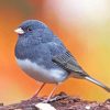 Junco Bird Paint By Numbers