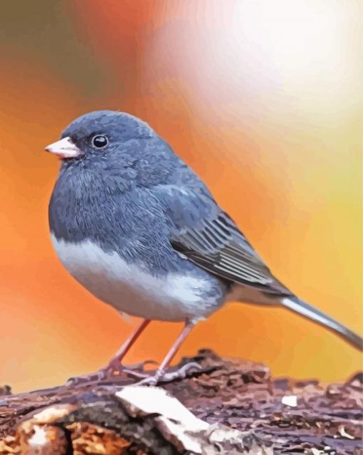 Junco Bird Paint By Numbers