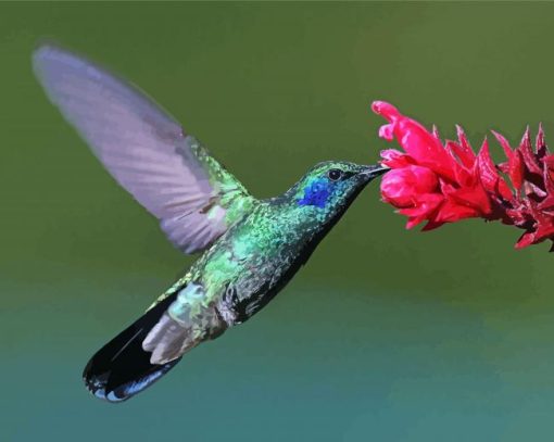 Mexican Violetear And Flower Paint By Numbers