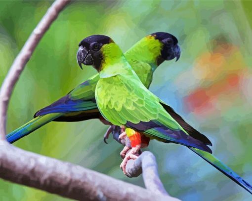 Nanday Conure Parrots Paint By Numbers