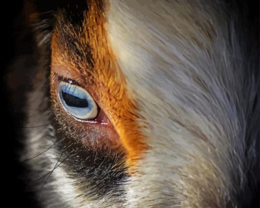 Nigerian Goat Dwarf Goat Eye Paint By Numbers