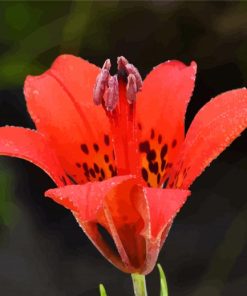 Prairie Lily Flower Paint By Numbers