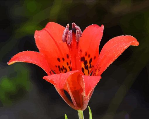 Prairie Lily Flower Paint By Numbers