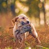 Puppy Labrador Hunting Bird Paint By Numbers