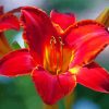 Red Daylilies Paint By Numbers