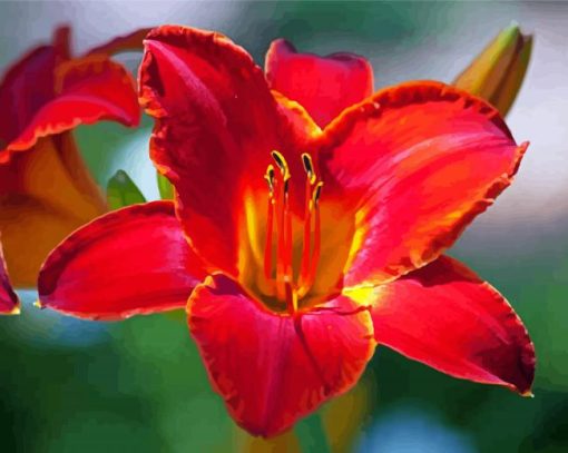 Red Daylilies Paint By Numbers