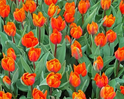 Spring Orange Tulips Paint By Numbers