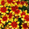 The Coreopsis Plants Paint By Numbers