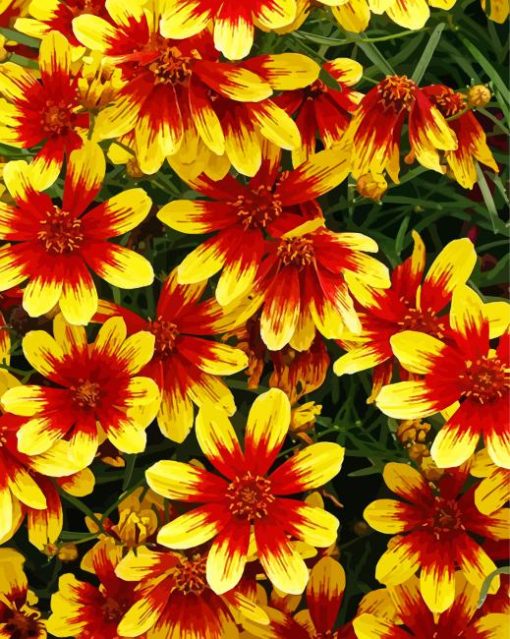 The Coreopsis Plants Paint By Numbers