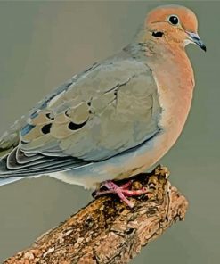 The Gray Dove Paint By Numbers