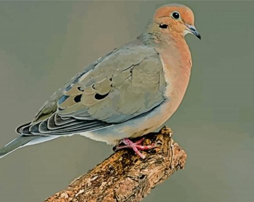 The Gray Dove Paint By Numbers