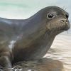 The Monk Seal Paint By Numbers